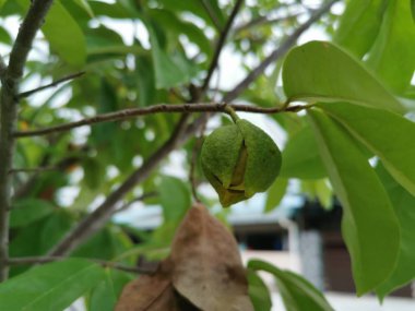 Dallarda büyüyen Annona muricata tomurcuk.