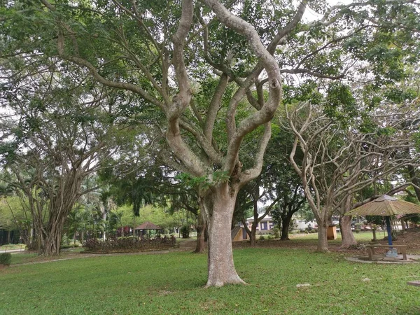 Cena Tranquilo Belo Parque Público — Fotografia de Stock