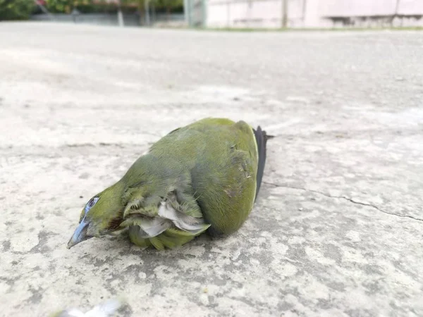 Yol Kenarında Ölü Yeşil Güvercin Sahnesi — Stok fotoğraf