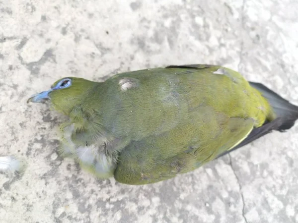 Scène Pigeon Vert Mort Bord Route — Photo