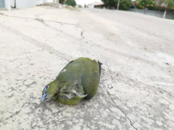 Yol Kenarında Ölü Yeşil Güvercin Sahnesi — Stok fotoğraf