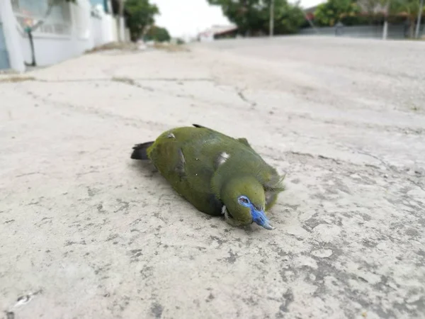 Yol Kenarında Ölü Yeşil Güvercin Sahnesi — Stok fotoğraf