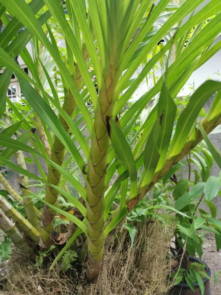 Grammatophyllum speciosum dallarının görüntüsü