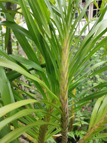 Image Grammatophyllum Speciosum Branches Leaves — Stock Photo, Image