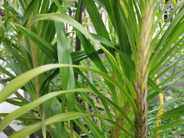 Image Grammatophyllum Speciosum Branches Leaves — Stock Photo, Image