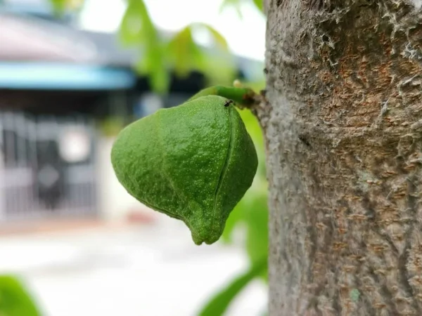 Annona Muricata Bud Growing Branches — Stock Photo, Image