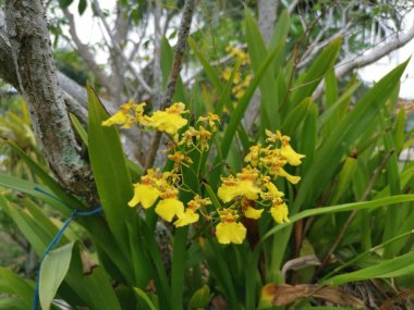 güzel oncidium altissimum orkide ağaç gövdesi üzerinde büyüyen.
