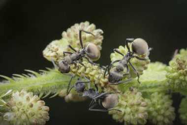 polyrhachis dives ants on mimosa pudica weed. clipart