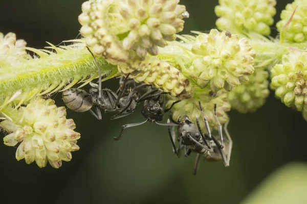 Polyrhachis Taucht Ameisen Auf Mimose Pudica Unkraut — Stockfoto