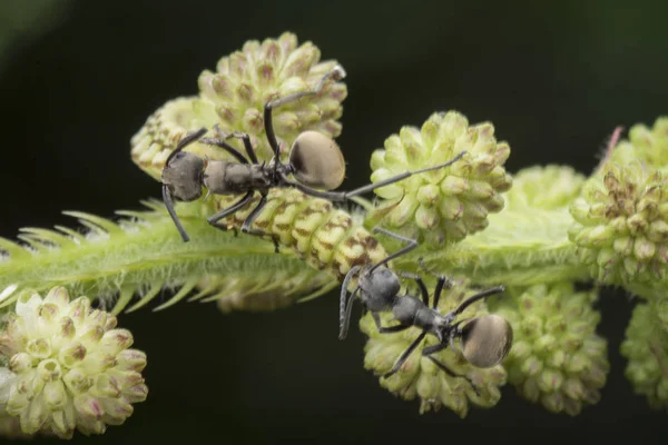 Polyrhachis Dives Ants Mimosa Pudica Weed — Stock Photo, Image