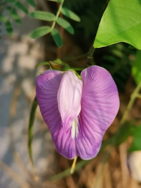 Wild Aangespoord Butterfly Pea Groeien Het Wild — Stockfoto