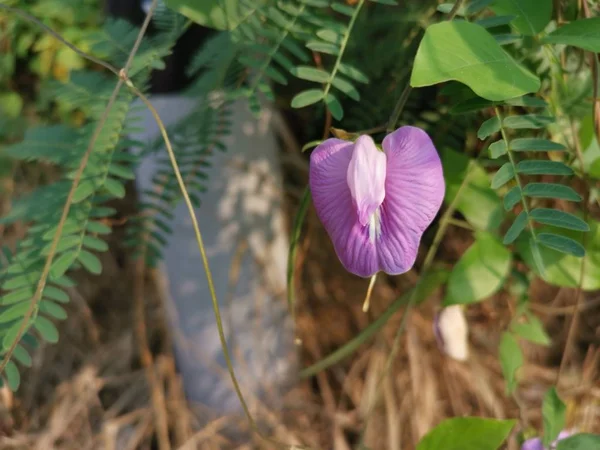 Wild Spurred Butterfly Pea Growing Wild — Stock Photo, Image