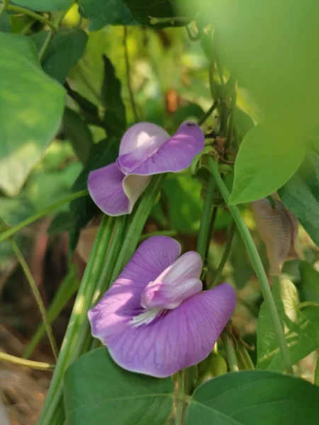 Wild Spurred Butterfly Pea Growing Wild — Stock Photo, Image