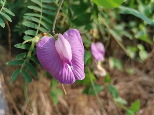 Wild Spurred Butterfly Pea Growing Wild — Stock Photo, Image