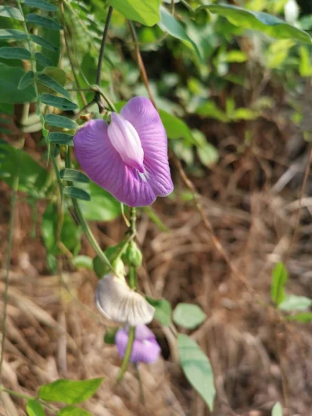 Wild Sporrade Butterfly Pea Växer Naturen — Stockfoto