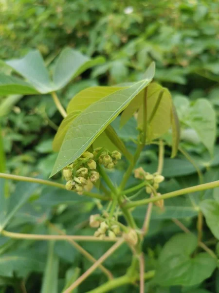 Planta Mandioca Selvagem Crescendo Natureza — Fotografia de Stock