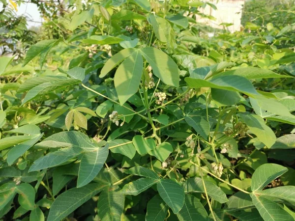 Planta Silvestre Mandioca Que Crece Naturaleza —  Fotos de Stock