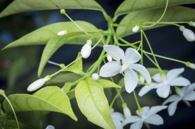 yeşil su yasemin beyaz çiçek closeup çekim