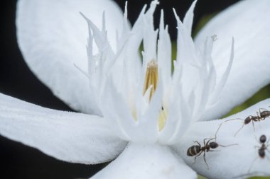 beyaz wrightia antidysenterica çiçek closeup çekim