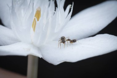 beyaz wrightia antidysenterica çiçek üzerinde marangoz karıncalar üzerinde yakın çekim