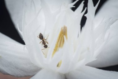 beyaz wrightia antidysenterica çiçek üzerinde marangoz karıncalar üzerinde yakın çekim