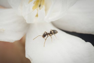 beyaz wrightia antidysenterica çiçek üzerinde marangoz karıncalar üzerinde yakın çekim