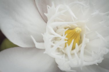 beyaz wrightia antidysenterica çiçek closeup çekim