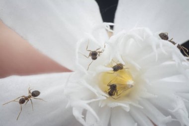 beyaz wrightia antidysenterica çiçek üzerinde marangoz karıncalar üzerinde yakın çekim