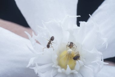 beyaz wrightia antidysenterica çiçek üzerinde marangoz karıncalar üzerinde yakın çekim