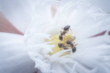 beyaz wrightia antidysenterica çiçek üzerinde marangoz karıncalar üzerinde yakın çekim