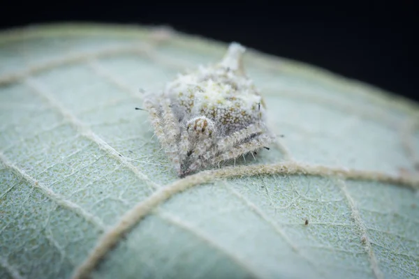 Primer Plano Diminuta Eriovixia Laglaizei Araña —  Fotos de Stock