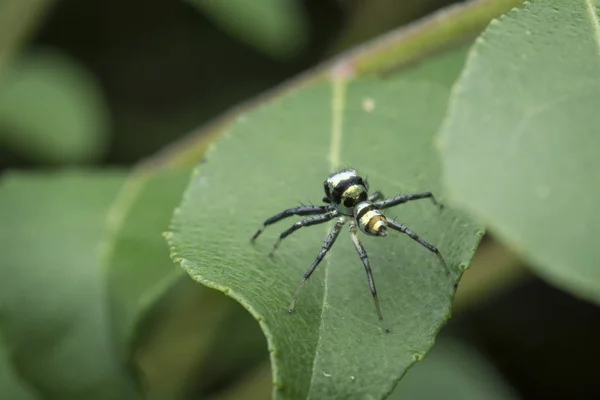 Primer Plano Phintella Vittata Spider — Foto de Stock
