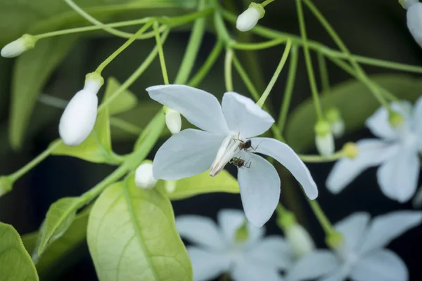 緑の水ジャスミン白い花のクローズアップショット — ストック写真