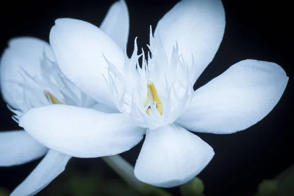 Closeup Shot White Wrightia Antidysenterica Flower — Stock Photo, Image