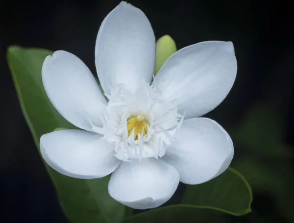 Primer Plano Flor Wrightia Antidysenterica Blanca —  Fotos de Stock