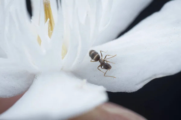 closeup on carpenter ants on white wrightia antidysenterica flower