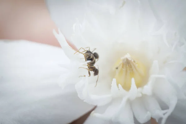 Primer Plano Sobre Las Hormigas Carpinteras Flor Antidisenterica Wrightia Blanca — Foto de Stock