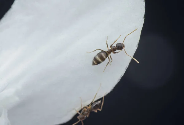 Closeup Carpenter Ants White Wrightia Antidysenterica Flower — Stok Foto