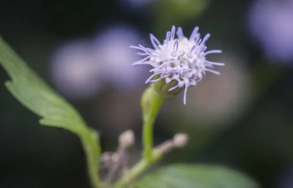 Closeup Shot Ageratum Conyzoides Flower — Stock Photo, Image