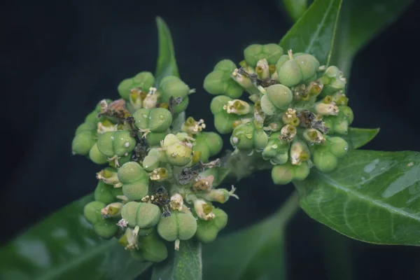 Closeup Shot Wild Euphorbia Heterophylla Weed — Stock Photo, Image