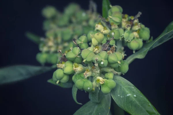 Closeup Shot Wild Euphorbia Heterophylla Weed — Stock Photo, Image