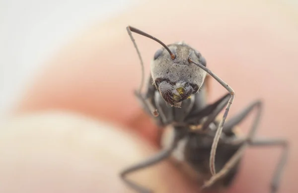 Closeup Black Polyrhachis Ant — Stock Photo, Image