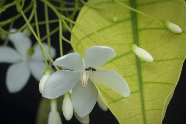 Biały Jaśmin Kwiat Woda Zbliżenie Zielony — Zdjęcie stockowe