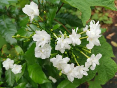 güzel beyaz tabernaemontana divaricata çiçek