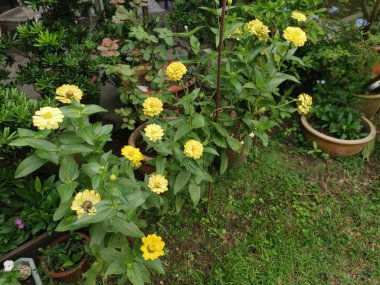 sarı zinnia elegans çiçek