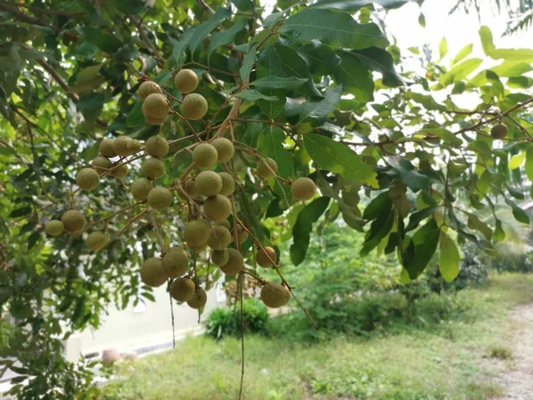 Dimocarpus Longan Frutti Appesi Ramo — Foto Stock