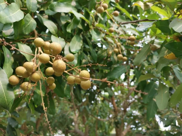 Dimocarpus Longan Frutos Que Cuelgan Rama —  Fotos de Stock