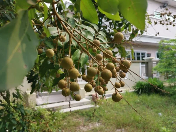Dimocarpus Longan Früchte Hängen Zweig — Stockfoto