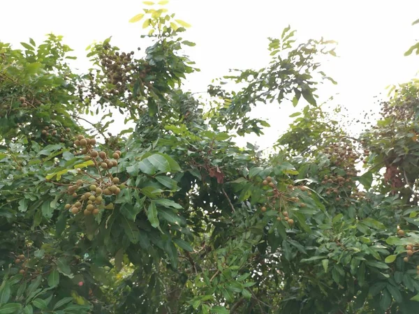 Dimocarpus Longan Fruits Suspendus Sur Branche — Photo