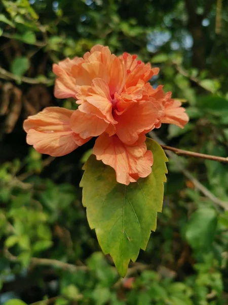 オレンジ色の靴黒植物ハイビスカスの花 — ストック写真